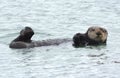 Sea otter male in kelp on a coldy rainy day, big sur, california Royalty Free Stock Photo