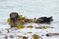 Sea otter male in kelp on a coldy rainy day, big sur, california Royalty Free Stock Photo