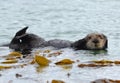 Sea otter male in kelp on a coldy rainy day, big sur, california Royalty Free Stock Photo