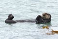 Sea otter male in kelp on a coldy rainy day, big sur, california Royalty Free Stock Photo