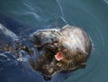 Sea otter Royalty Free Stock Photo