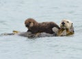 sea otter mother with adorable baby / infant in the kelp, big sur, california Royalty Free Stock Photo