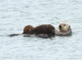 sea otter mother with adorable baby / infant in the kelp, big sur, california Royalty Free Stock Photo