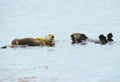 Sea otter mother with baby and male, big sur, california Royalty Free Stock Photo
