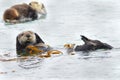 Sea otter mother with baby and male, big sur, california Royalty Free Stock Photo
