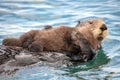 Sea otter mother carrying baby in the ocean