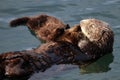 Sea otter mother holding her pup Royalty Free Stock Photo