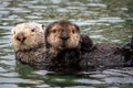 Sea otter mother hugs her pup Royalty Free Stock Photo