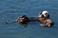 Sea otter mother and pup , Enhydra lutris, in Pacific ocean Royalty Free Stock Photo