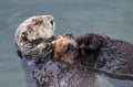 Sea otter mother and pup , Enhydra lutris, in Pacific ocean Royalty Free Stock Photo