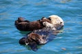 Sea otter mother and pup , Enhydra lutris, in Pacific ocean Royalty Free Stock Photo