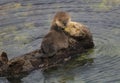 Sea Otter Mother and Pup Royalty Free Stock Photo