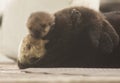 Sea Otter Mother and Pup