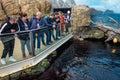 Sea otter in oceanarium, Portugal