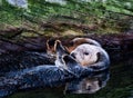 Sea Otter pair Royalty Free Stock Photo