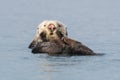 Sea otter with pink nose doing backstroke