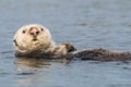 Sea otter with pink nose doing backstroke