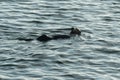 Sea Otter playing in Morro Bay