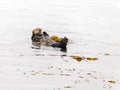 Sea Otter playing in Morro Bay