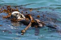 Sea Otter Playing in the Ocean Royalty Free Stock Photo