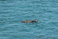 Sea Otter playing in San Luis Harbor