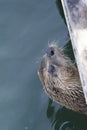 Sea otter poking head out