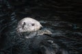 Sea otter posing in the water