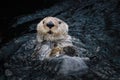 Sea otter posing in the water