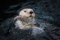 Sea otter posing in the water