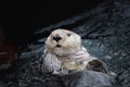 Sea otter posing in the water