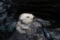 Sea otter posing in the water