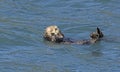 Sea Otter Preening in the Ocean Royalty Free Stock Photo