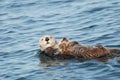 Sea Otter and Pup Royalty Free Stock Photo