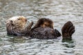 Sea otter and pup floating on their back Royalty Free Stock Photo