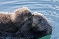 Sea Otter with Pup Royalty Free Stock Photo