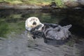 Sea otter Royalty Free Stock Photo