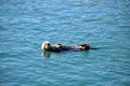 Sea otter relaxing in the water Royalty Free Stock Photo