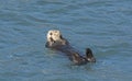 Sea Otter Relaxing in the Water Royalty Free Stock Photo