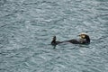 Sea otter in Reserection Bay Royalty Free Stock Photo