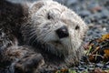 Sea Otter Resting On Land Royalty Free Stock Photo