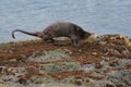 Sea otter resting on seaside rock Royalty Free Stock Photo