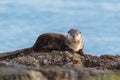 Sea otter resting on seaside rock Royalty Free Stock Photo