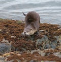 Sea otter resting on seaside rock Royalty Free Stock Photo