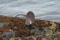 Sea otter resting on seaside rock Royalty Free Stock Photo