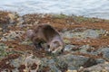 Sea otter resting on seaside rock Royalty Free Stock Photo