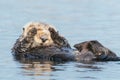 Sea otter saying `I can`t look` covering eyes