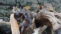 Sea otter sleeping resting on log near river Royalty Free Stock Photo