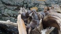 Sea otter sleeping resting on log near river Royalty Free Stock Photo