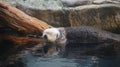 Sea otter sleeping resting on log near river Royalty Free Stock Photo