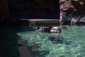Sea otter sleeping on the water in Seattle aquarium Royalty Free Stock Photo